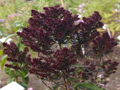 ​FLOKSIS SKARAINAIS/ PHLOX PANICULATA “BLIND LION”