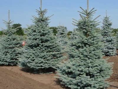 Picea pungens „ERICH FRAHM” sudrabegle