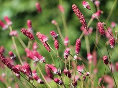 ​BRŪNVĀLĪTE ĀRSTNIECISKĀ / SANGUISORBA OFFICINALIS „PINK TANNA”