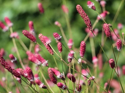 ​BRŪNVĀLĪTE ĀRSTNIECISKĀ / SANGUISORBA OFFICINALIS „PINK TANNA”