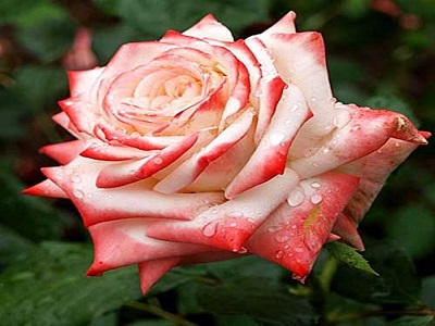 roze-tējhibrīdroze-rožu stādi_imperatrice farah