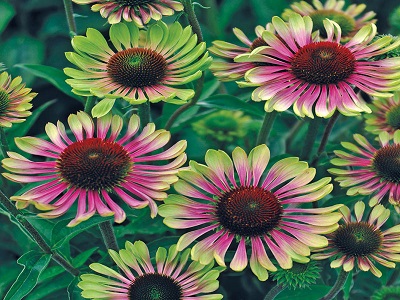 ehinācija_ green twister_echinacea purpurea_ziemciešu stādi