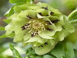 ​ZIEMZIEDE AUSTRUMU / Helleborus orientalis „DOUBLE ELLEN GREEN”