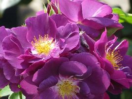 roze-rhapsody un blue-rožu stādi-floribundrozes_siguldasdarznieks