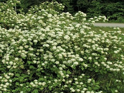 FIZOKARPS IRBEŅLAPU /  PHYSOCARPUS OPULIFOLIUS_stādi dzīvžogam