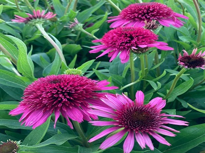 EHINĀCIJA PURPURA/ ECHINACEA PURPUREA „BLUEBERRY CHEESECAKE”