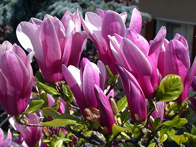 ​MAGNOLIJA /MAGNOLIA "SUSAN"