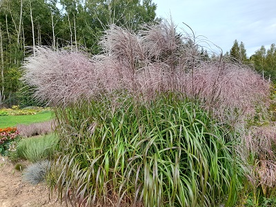 MISKANTE ĶĪNAS   / MISCANTHUS SINENSIS „ROSI”