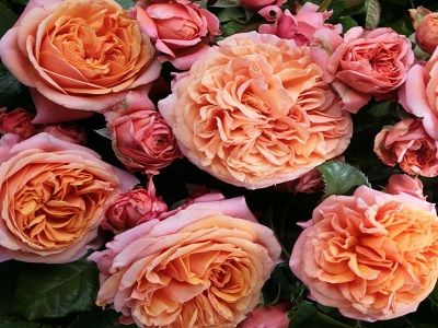 ROZE MARY ANN