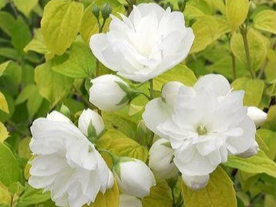 FILADELFS PARASTAIS - JASMĪNS/PHILADELPHUS „YELLOW HILL”