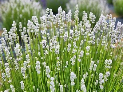 LAVANDA ŠAURLAPU  / Lavandula angustifolia „BLUE MOUNTAIN WHITE”