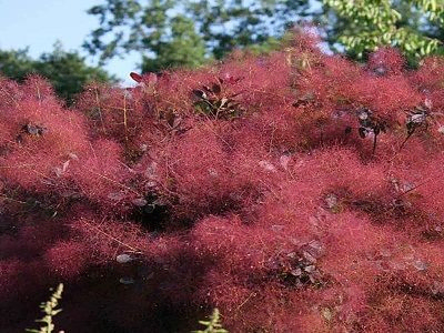 PARŪKKOKS PARASTAIS /COTINUS COGGYGRIA „MAGICAL RED FOUNTAIN” / KOLMARFO