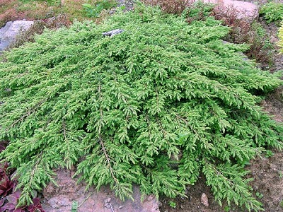 KADIĶIS PARASTAIS / Juniperus communis „REPANDA”