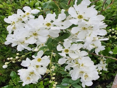 ​EKSOHORDA LIELZIEDU / Exochorda x macrantha “THE BRIDE”