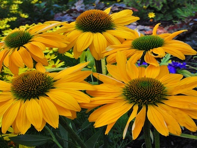 ​EHINĀCIJA / ECHINACEA „LEILANI”