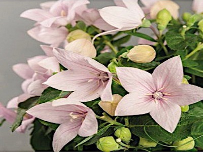 ​PLATPULKSTENĪTE ZEMĀ / PLATYCODON GRANDIFLORA „POP STAR PINK”