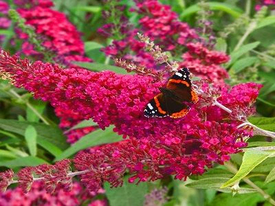 DĀVIDA BUDLEJA / BUDDLEJA DAVIDII  „BUZZ VELVET”