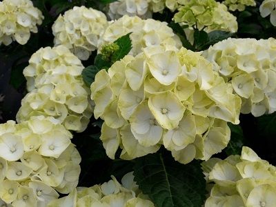 HORTENZIJA LIELLAPU / HYDRANGEA MACROPHYLLA „CAIPIRINHA”