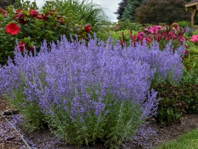 Perovskija „RUSSIAN SAGE”