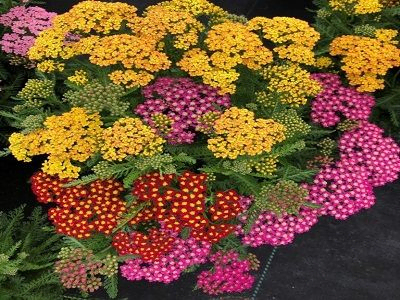 PELAŠĶIS PARASTAIS / ACHILLEA MILLEFOLIUM „MILLY ROCK DANCE MIX”