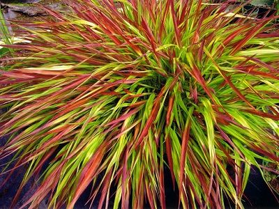 HAKONEKLOJA LIELĀ - JAPĀNAS MEŽA ZĀLE - „MULLED WINE”_siguldasdarznieks-graudzāles-smilgas