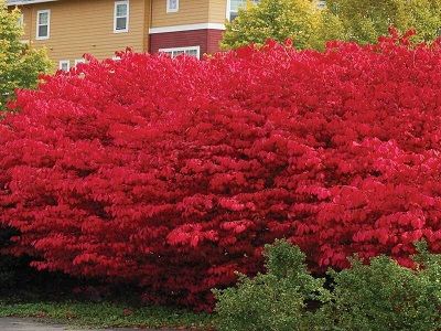 ​SEGLIŅŠ SPĀRNOTAIS / Euonymus alatus “COMPACTUS”