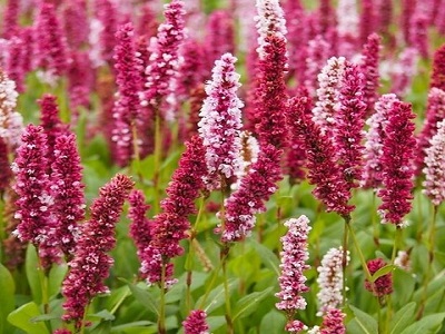 SŪRENE RAIBĀ / PERSICARIA AFFINIS „DARJEELING RED”