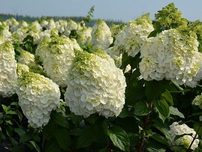 HORTENZIJA SKARAINĀ / Hydrangea paniculata „MAGICAL MONT BLANC”