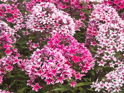 ​FLOKSIS SKARAINAIS / PHLOX PANICULATA „ “PALMYRA” stādaudzētva siguldā vidzemē, flokšu stādi