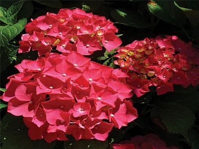 HORTENZIJA LIELLAPU „RED BARON”
