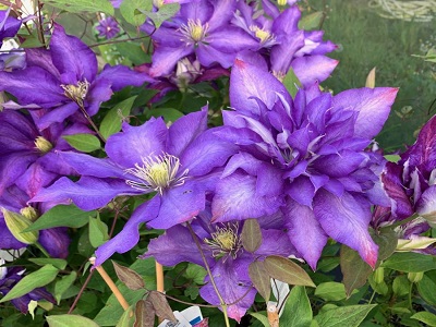 CLEMATIS „DANIEL DERONDA” klematis_klemāšu stādi