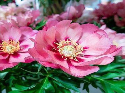​PEONIJA INTERSEKCIJU / Paeonia intersectional „OLD ROSE DANDY”