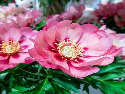 ​PEONIJA INTERSEKCIJU / Paeonia intersectional „OLD ROSE DANDY”