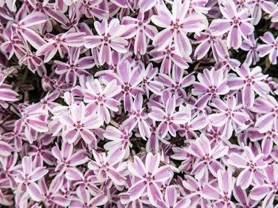 FLOKSIS ASLAPU / PHLOX SUBULATA „CANDY STRIPES”