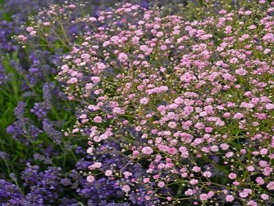 ​PLĪVURPUĶE DAUDZGADĪGĀ -ĢIPSENE /GYPSOPHILA PANICULATA „MY PINK”