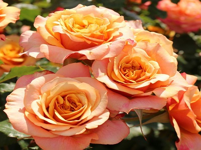 roze-la villa cotta-krūmu rozes_rožu stādi-siguldasdarznieks-roosa
