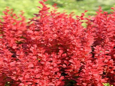 bārbele-berberis_orange tower