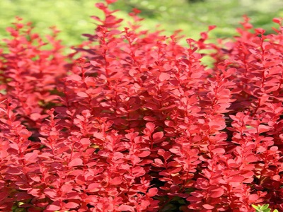 bārbele-berberis_orange tower