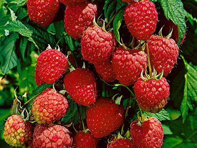 RUBUS IDAEUS "POKUSA"