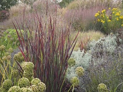 ​SĀRE ĪSTĀ (PROSA) / PANICUM VIRGATUM „NOSFERATU”