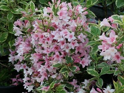 ​VEIGELA KRĀŠŅĀ /WEIGELA FLORIDA „NANA VARIEGATA”-lapu koki-siguldasdarznieks