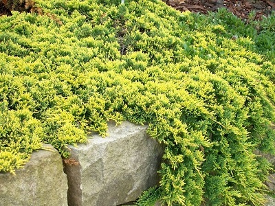 ​KADIĶIS KLĀJENISKAIS / Juniperus horizontalis „GOLDEN CARPET”