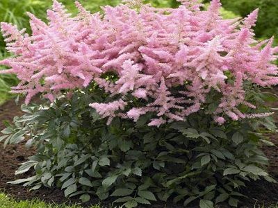 ​ASTILBE / Astilbe hybrids „MIGHTY PIP” DAUDZGADĪGAS PUĶES, STĀDI, STĀDAUDZĒTAVA, skaisti stādi, astilbes stādi, dobes, puķes dobēm