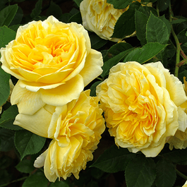 Floribundrozes