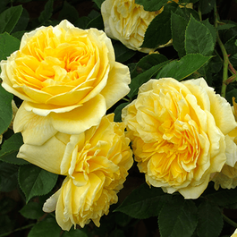 Floribundrozes