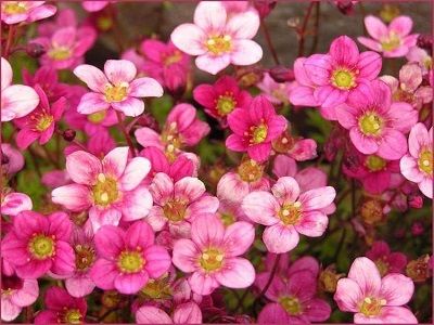 ​ĀRENDSA AKMEŅLAUZĪTE / Saxifraga x arendsii „ALPINO PINK”