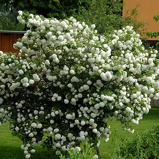 Irbenes