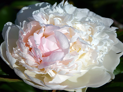 ​PEONIJA PIENZIEDU / Paeonia lactiflora „FLORENCE NICHOLLS”