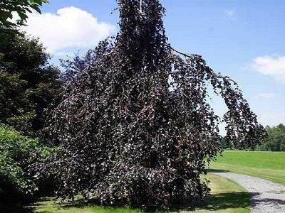 ​DIŽSKABĀRDIS PARASTAIS / Fagus sylvatica „BLACK SWAN”