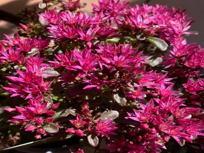 LAIMIŅŠ  MALDU  /  SEDUM SPURIUM                               “DEEP ROSE”